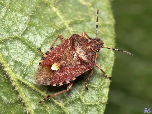Dolycoris baccarum - közönséges bogyómászó-poloska Dolycoris baccarum - közönséges bogyómászó-poloska