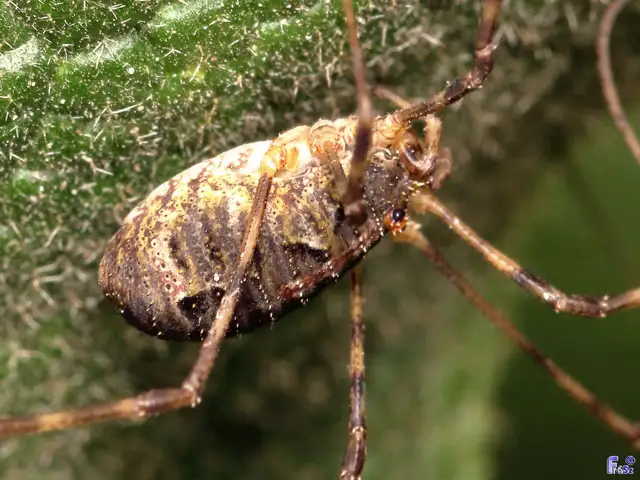 Opiliones - Kaszáspókok