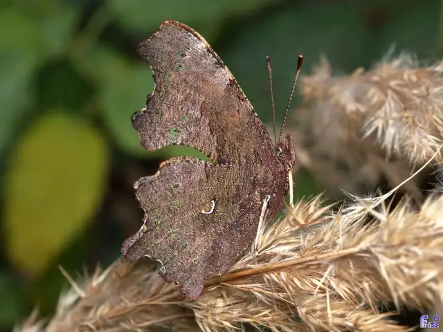 Nymphalis c-album - C-betűs lepke