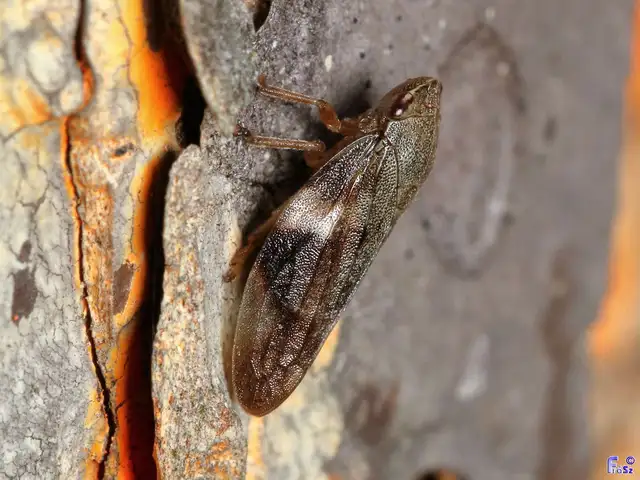 Aphrophora alni
