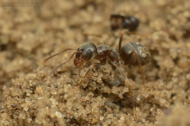 Lasius alienus - kövi feketehangya