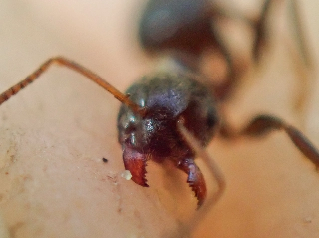 Lasius platythorax - erdei feketehangya