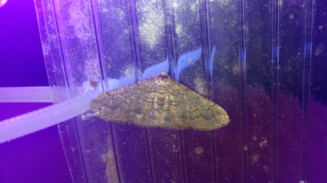 Agriopis bajaria - kökény-téliaraszoló