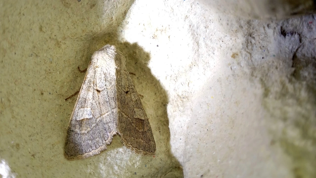 Ammoconia caecimacula - szürke őszibagoly