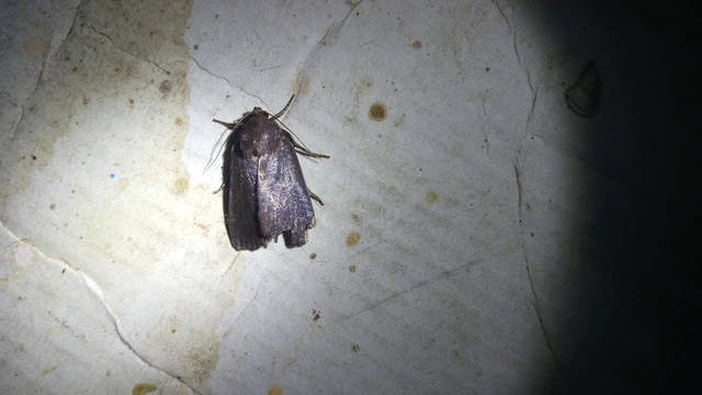 Amphipyra livida - zsírfényű bagoly
