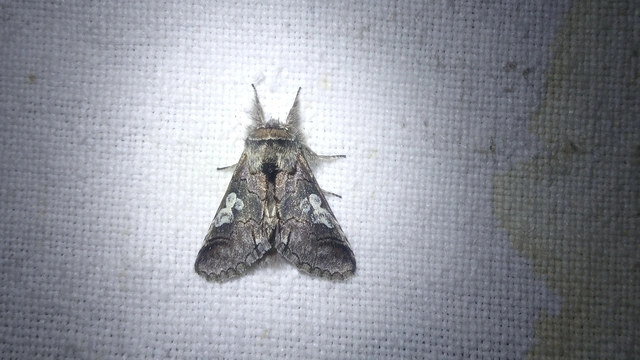 Diloba caeruleocephala - őszi kékesbagoly