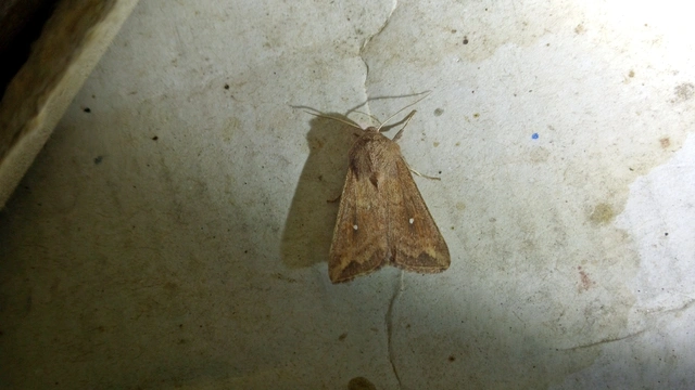 Mythimna albipuncta - fehérpettyes rétibagoly