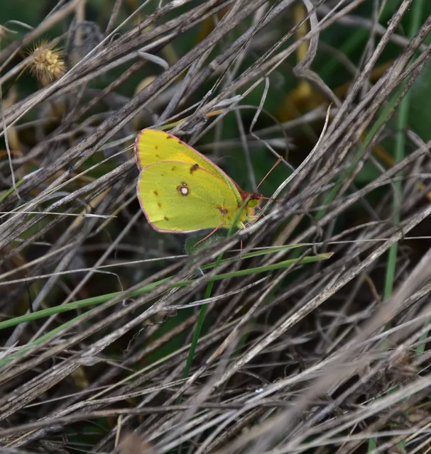 Colias croceus - sáfránylepke