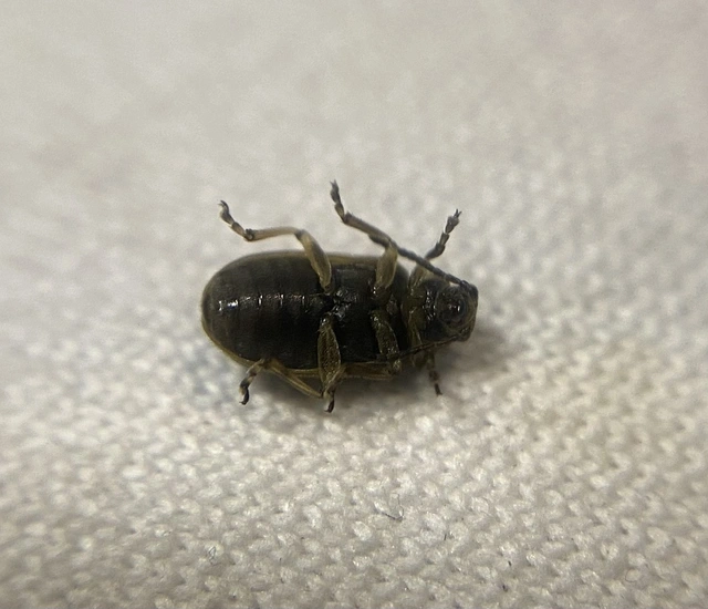 Ophraella communa - parlagfű-olajosbogár