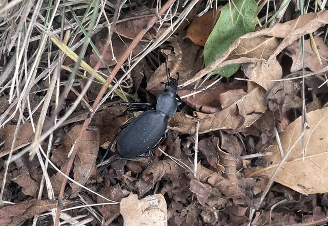 Carabus coriaceus - bőrfutrinka