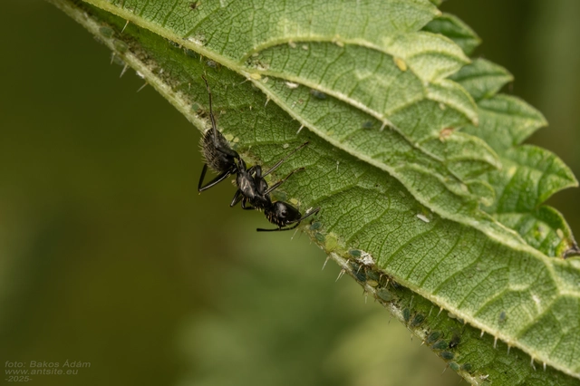 Camponotus vagus - fekete lóhangya