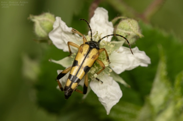Rutpela maculata - tarkacsápú karcsúcincér