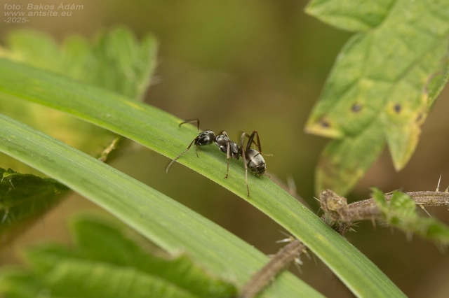 Formica fusca - kormos rabszolgahangya