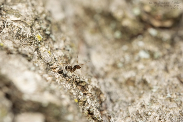Lasius platythorax - erdei feketehangya