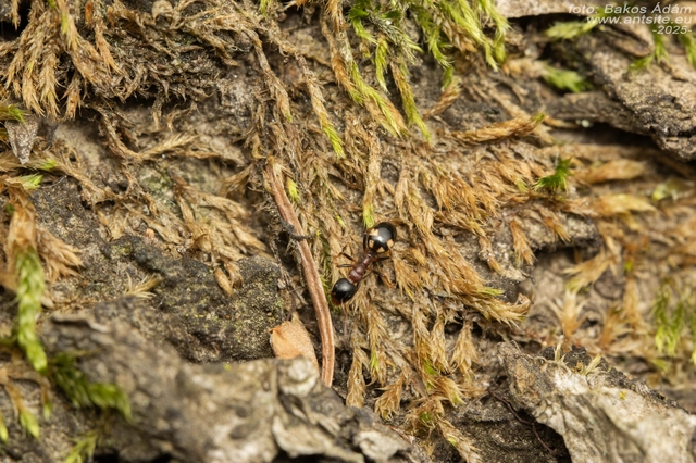 Dolichoderus quadripunctatus - négypettyes erdeihangya