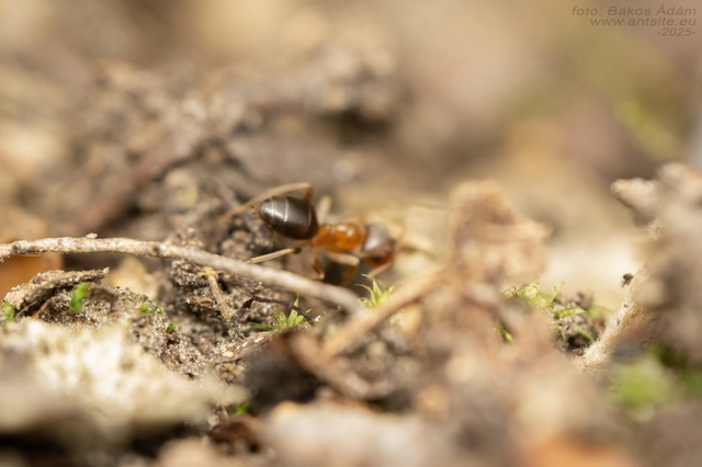 Lasius brunneus - rozsdáshátú feketehangya
