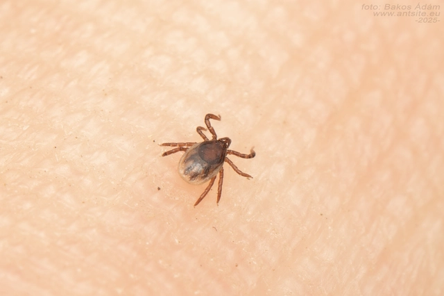 Ixodes ricinus - közönséges kullancs