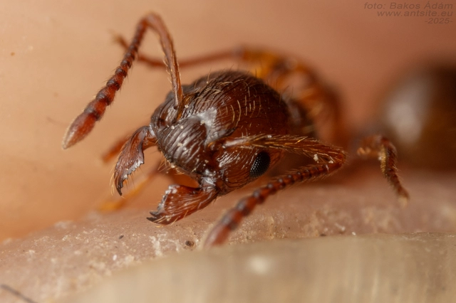 Myrmica ruginodis - erdei bütyköshangya