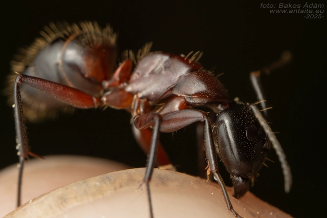 Camponotus ligniperda - faodvasító lóhangya