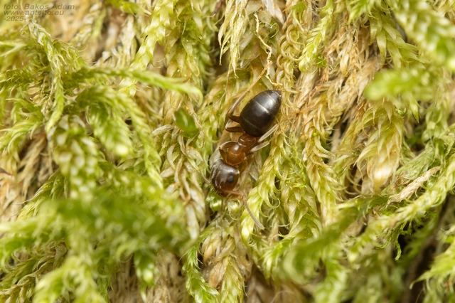 Lasius brunneus - rozsdáshátú feketehangya