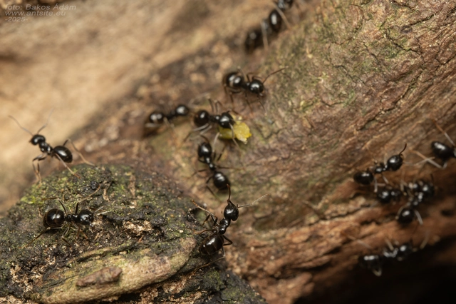 Lasius fuliginosus - kartonépítő fahangya