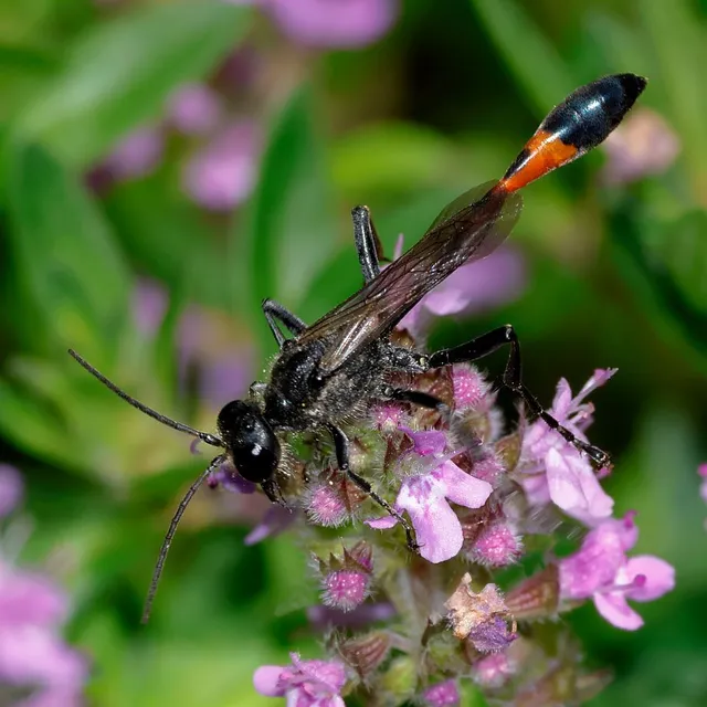 Ammophila sabulosa - homoki hernyóölődarázs