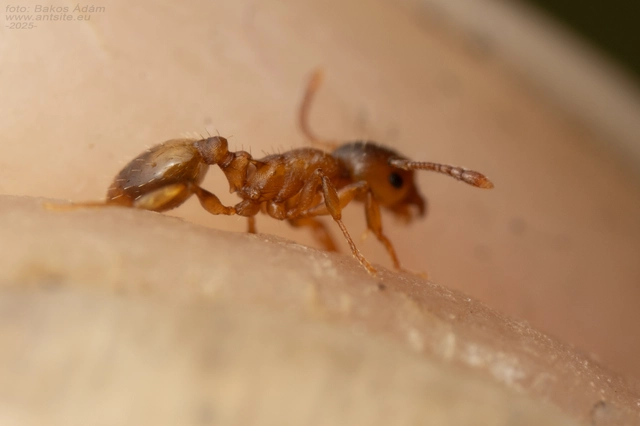 Temnothorax crassispinus - gubacslakó kéreghangya