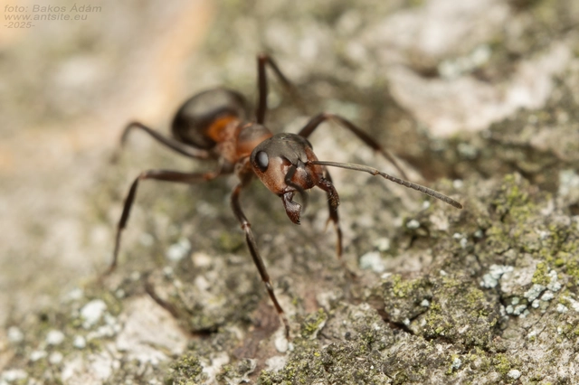 Formica rufa - erdei vöröshangya