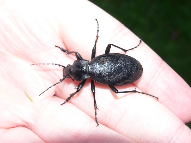 Carabus coriaceus - bőrfutrinka