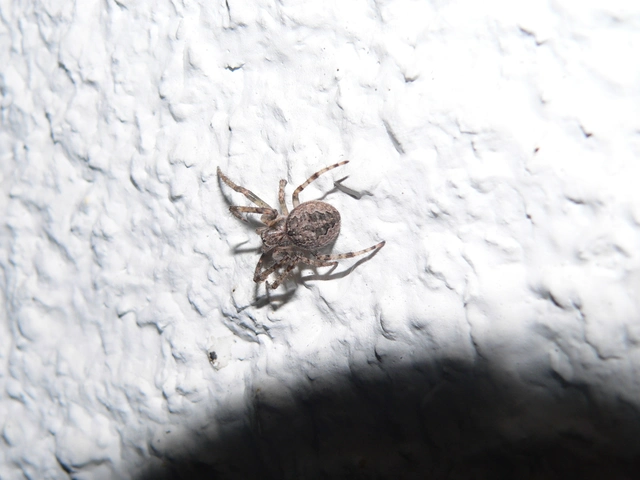 Larinioides ixobolus - ereszalji keresztespók
