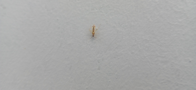 Campyloneura virgula Campyloneura virgula