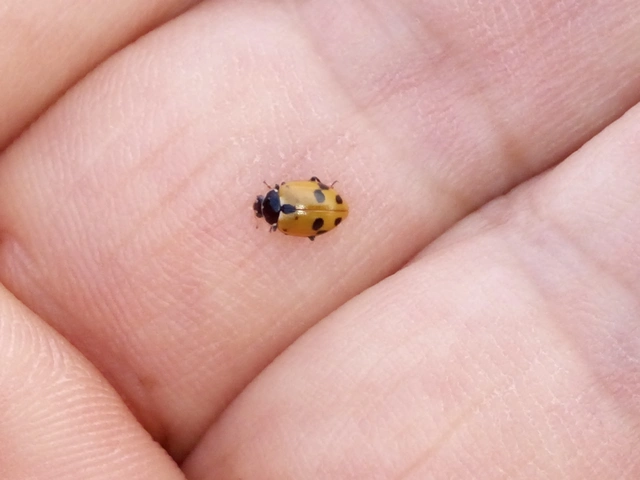 Hippodamia variegata - tizenhárompettyes katica