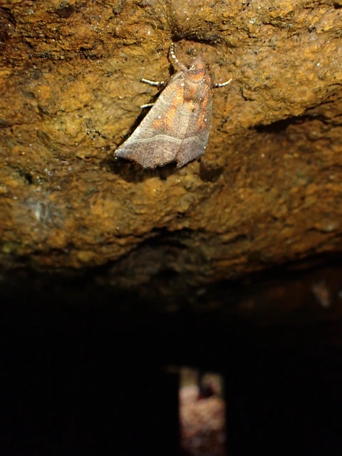 Scoliopteryx libatrix - vörös csipkésbagoly