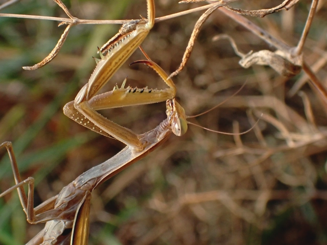 Mantis religiosa - imádkozósáska