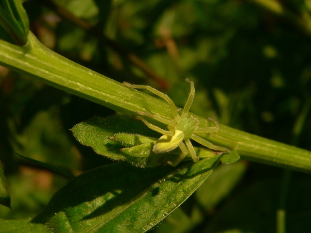 Micrommata virescens - hunyópók