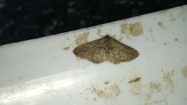 Agriopis bajaria - kökény-téliaraszoló