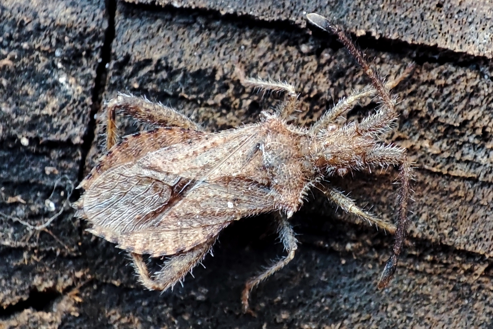 Coriomeris