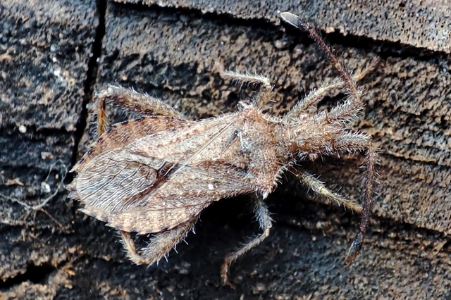 Coriomeris