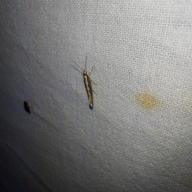 Plutella xylostella - káposztamoly
