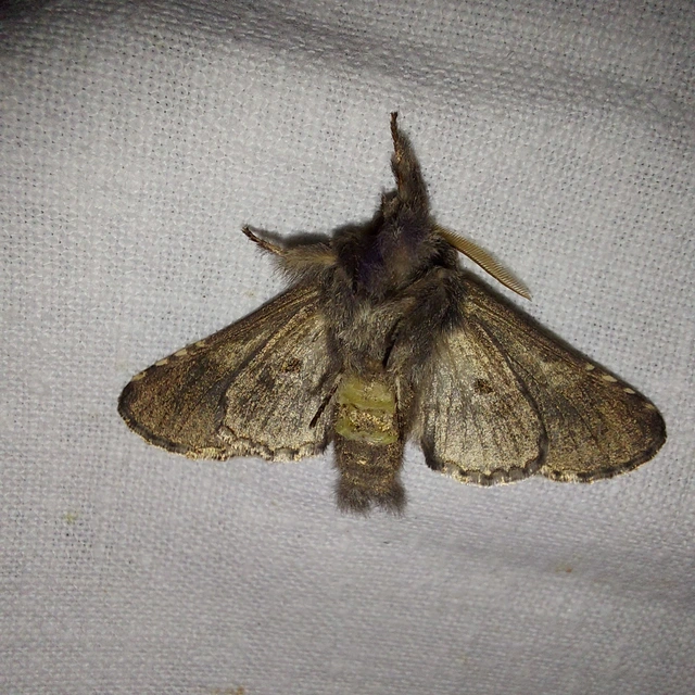 Diloba caeruleocephala - őszi kékesbagoly