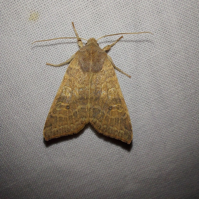 Cirrhia ocellaris - fakó sárgabagoly