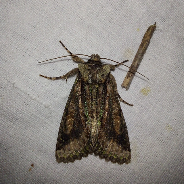 Allophyes oxyacanthae - galagonyabagoly