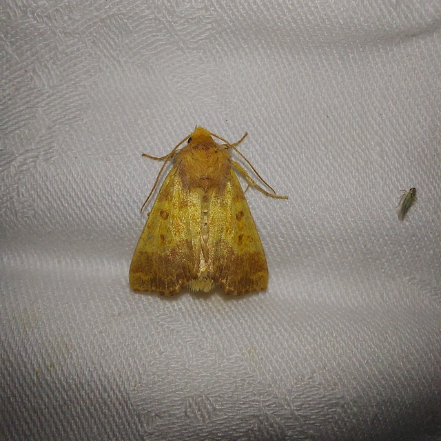 Tiliacea aurago - aranyló sárgabagoly