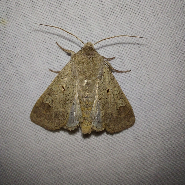 Ammoconia caecimacula - szürke őszibagoly