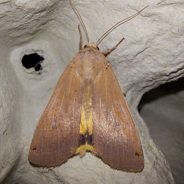 Noctua pronuba - nagy sárgafűbagoly