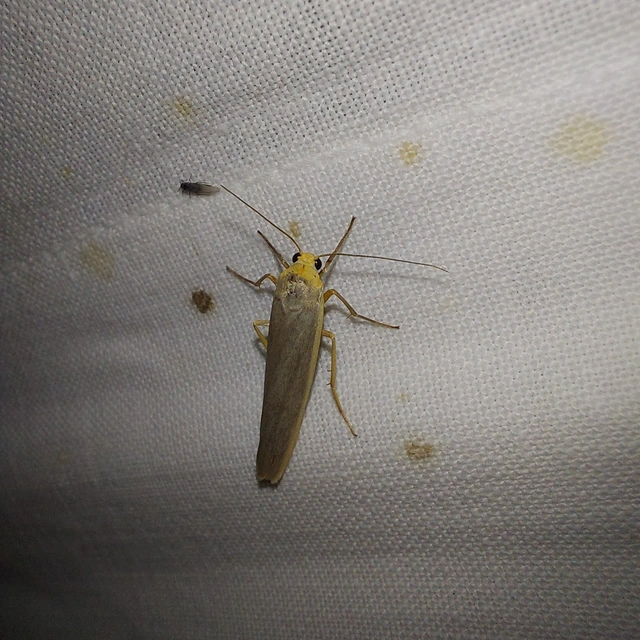 Eilema complana - közönséges zuzmószövő