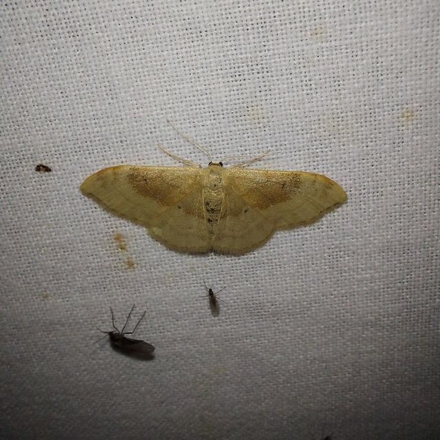 Idaea degeneraria - barnasávos araszoló