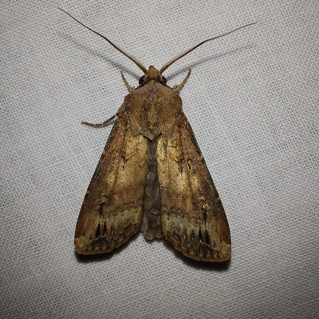 Agrotis ipsilon - nagy földibagoly