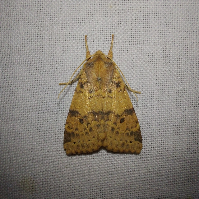 Cirrhia gilvago - foltos sárgabagoly