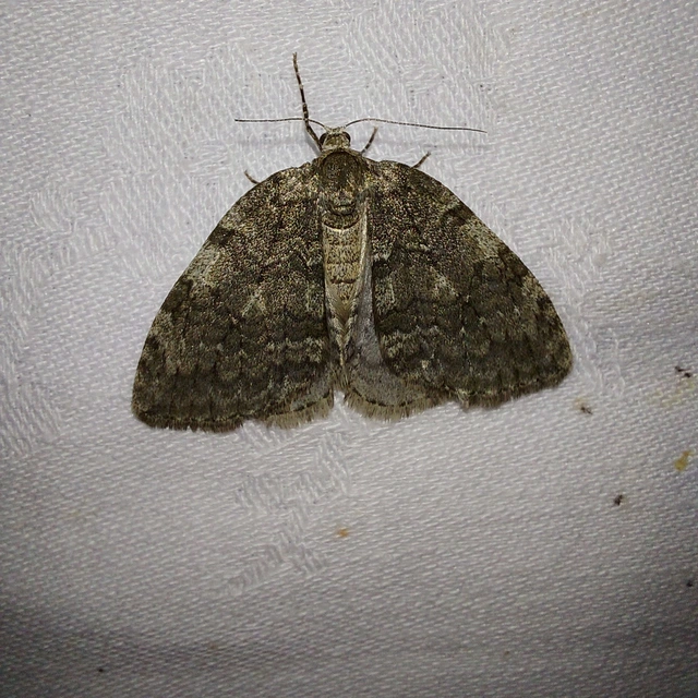 Epirrita christyi/dilutata